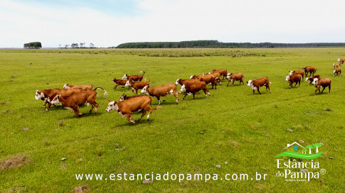 INICIO GADO TOP.00_03_28_07.Quadro047_5b09b1e03e21066c9968937c4fc42295736d0f0b.jpg